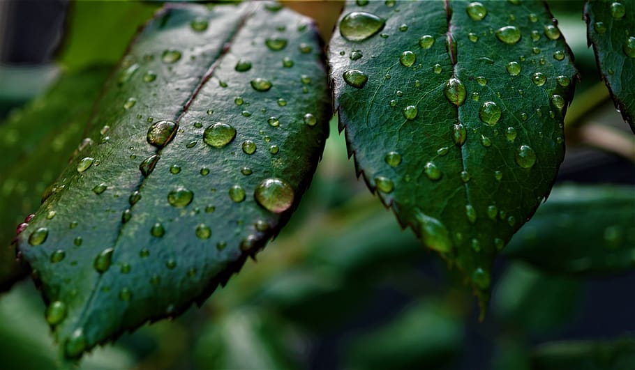 water, drip, rain, autumn, leaves, chlorophyll, green, dark, gloomy, background
