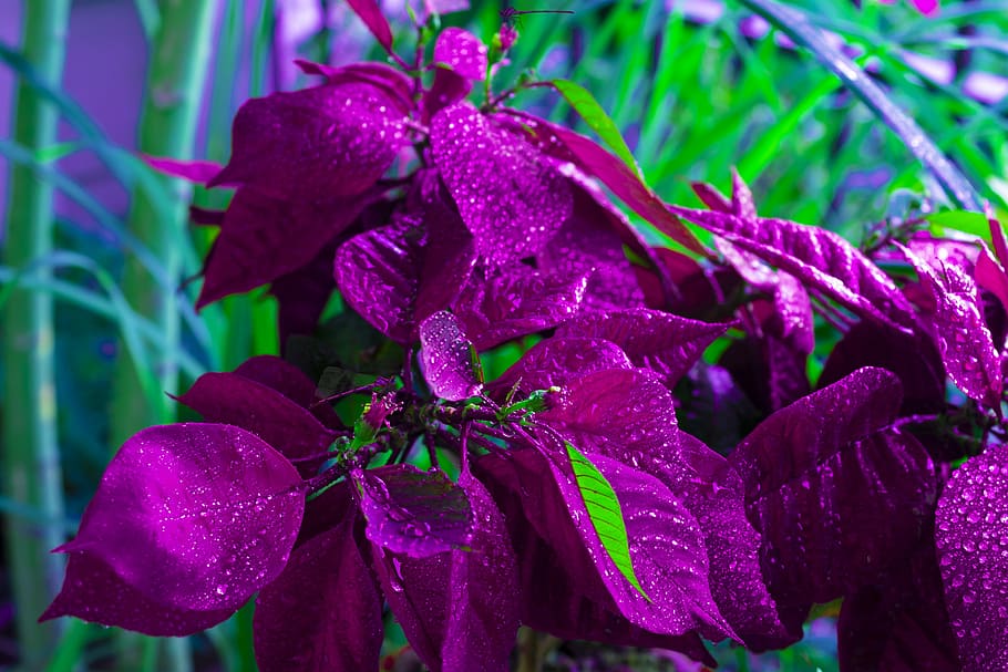 poinsettia, magenta, leaf, violet, purple, colorful, plant, foliage, flower, flora