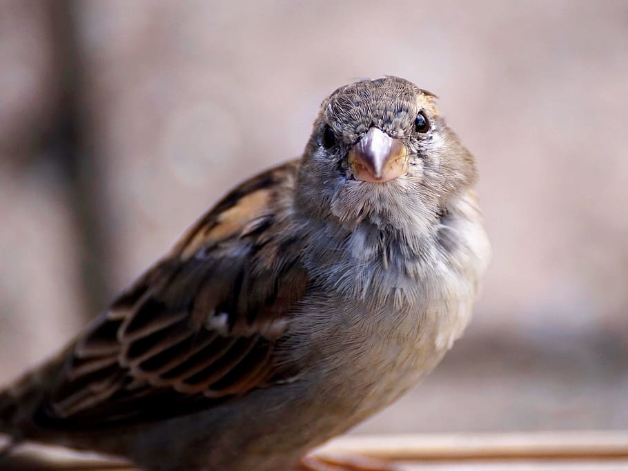 close-up photo, gray, brown, bird, sparrow, nature, animal, sperling, feather, young