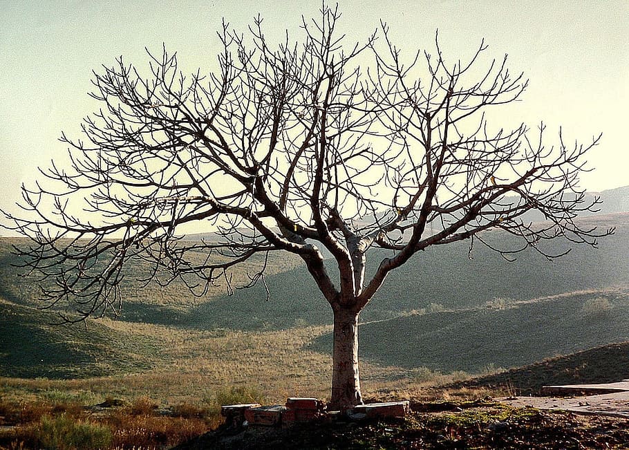 Tree, Alone, Nature, leafless, environment, horizon, hills, valley, bare tree, outdoors