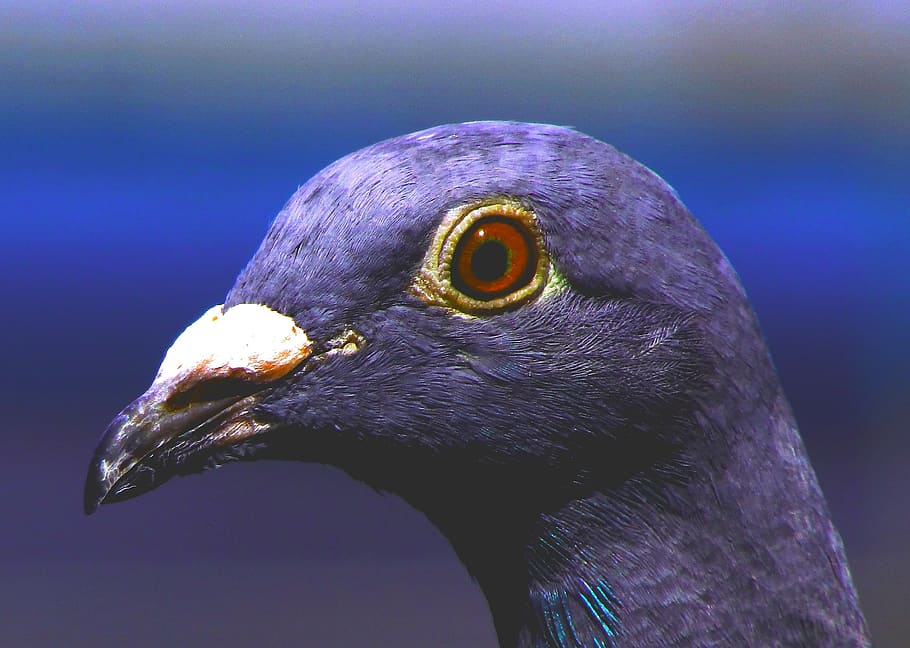 closeup, rock pigeon, dove, homing pigeon, purple, bird, violet, animal, abstract, wildlife