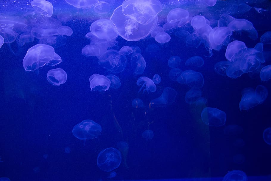 jelly fish, ocean, sea, underwater, jellyfish, translucent, tentacles, nature, aquarium, animals in the wild