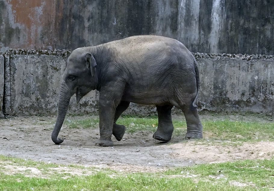 gajah, Asia, India, binatang menyusui, hewan, margasatwa, alam, liar, batang, kekuatan