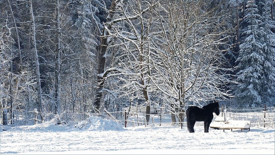 winter, snow, wintry, nature, landscape, cold, frost, snow landscape, horse, winter magic