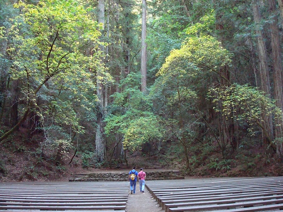 redwoods, amphitheater, forest, stone, majestic, nature, woods, hiking, tree, plant