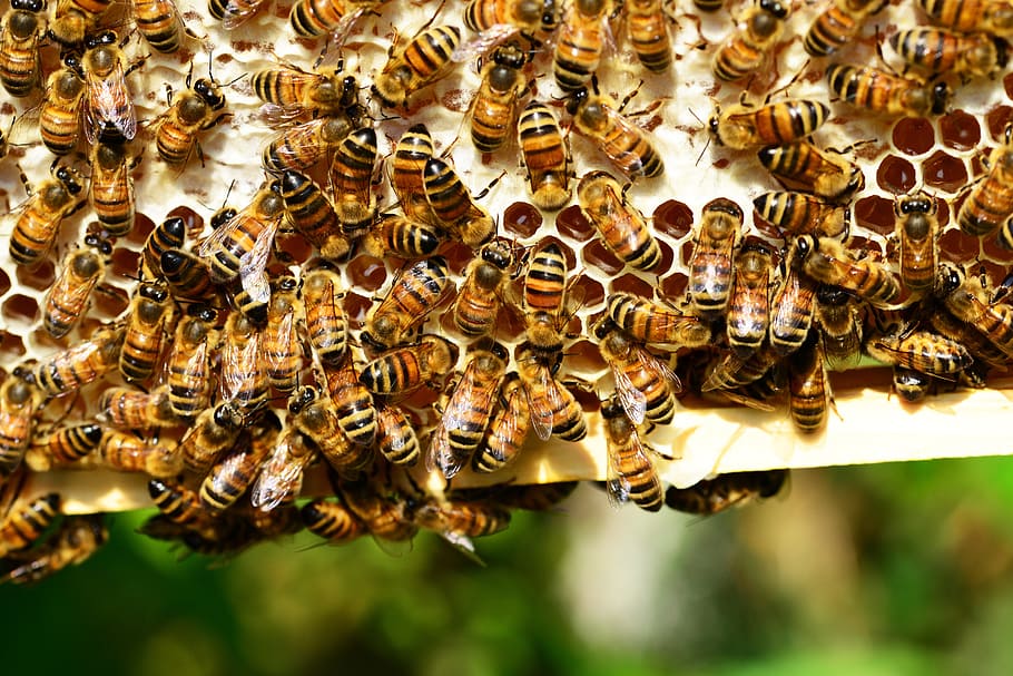クローズアップ写真, ミツバチ, 白, 表面, ハイブ, ミツバチの巣, 昆虫, 黄色, ストライプ, ハチミツのハチミツ