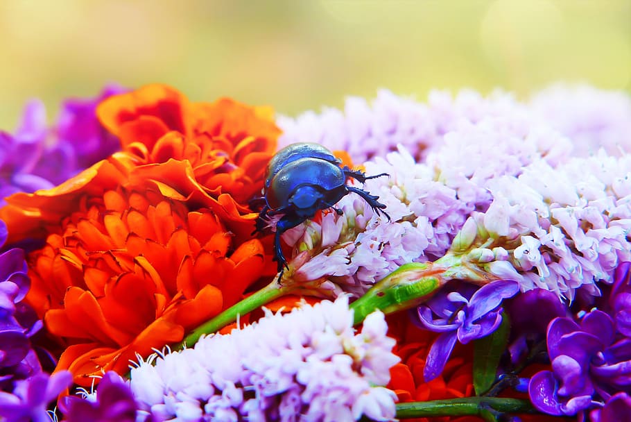 Escarabajo del bosque, el escarabajo, flores, pétalos, postes, insectos, animales, naturaleza, en la corte de, invertebrados
