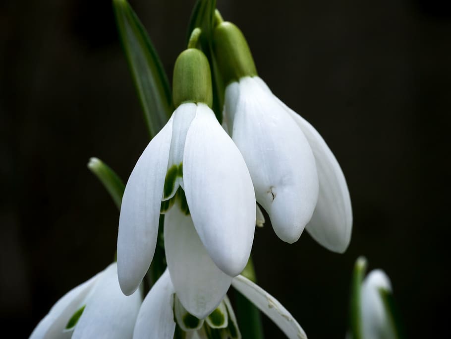 closeup, snow drop flower, snowdrop, winter, white, flower, spring, signs of spring, blossom, bloom