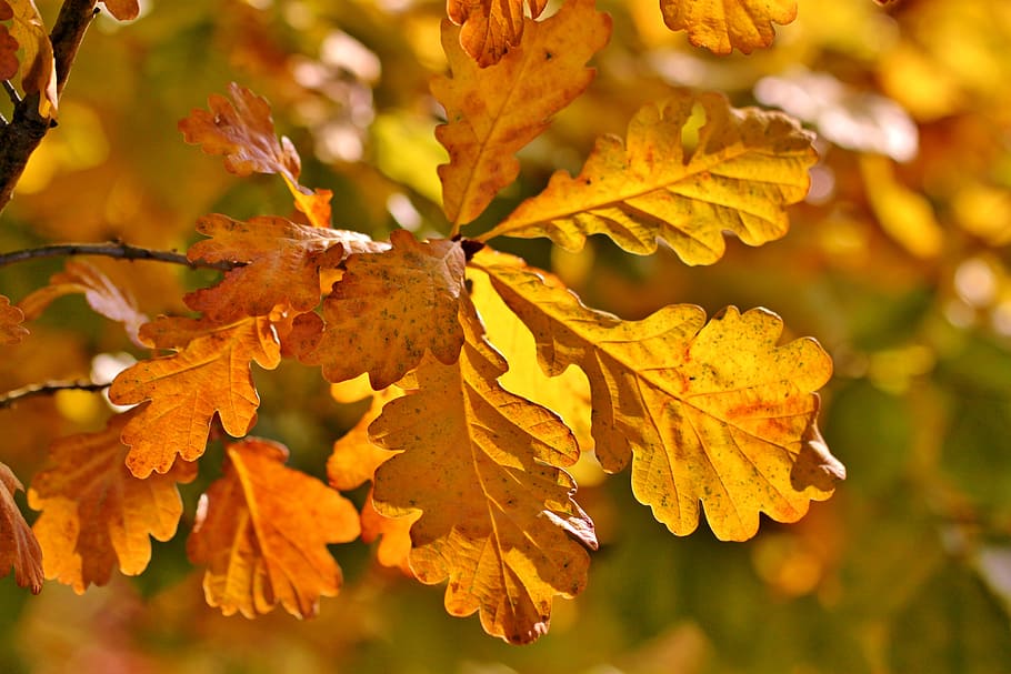 close-up, brown, leafed, trees, fall foliage, autumn, oak eichenlaub, leaves, oak leaves, golden autumn