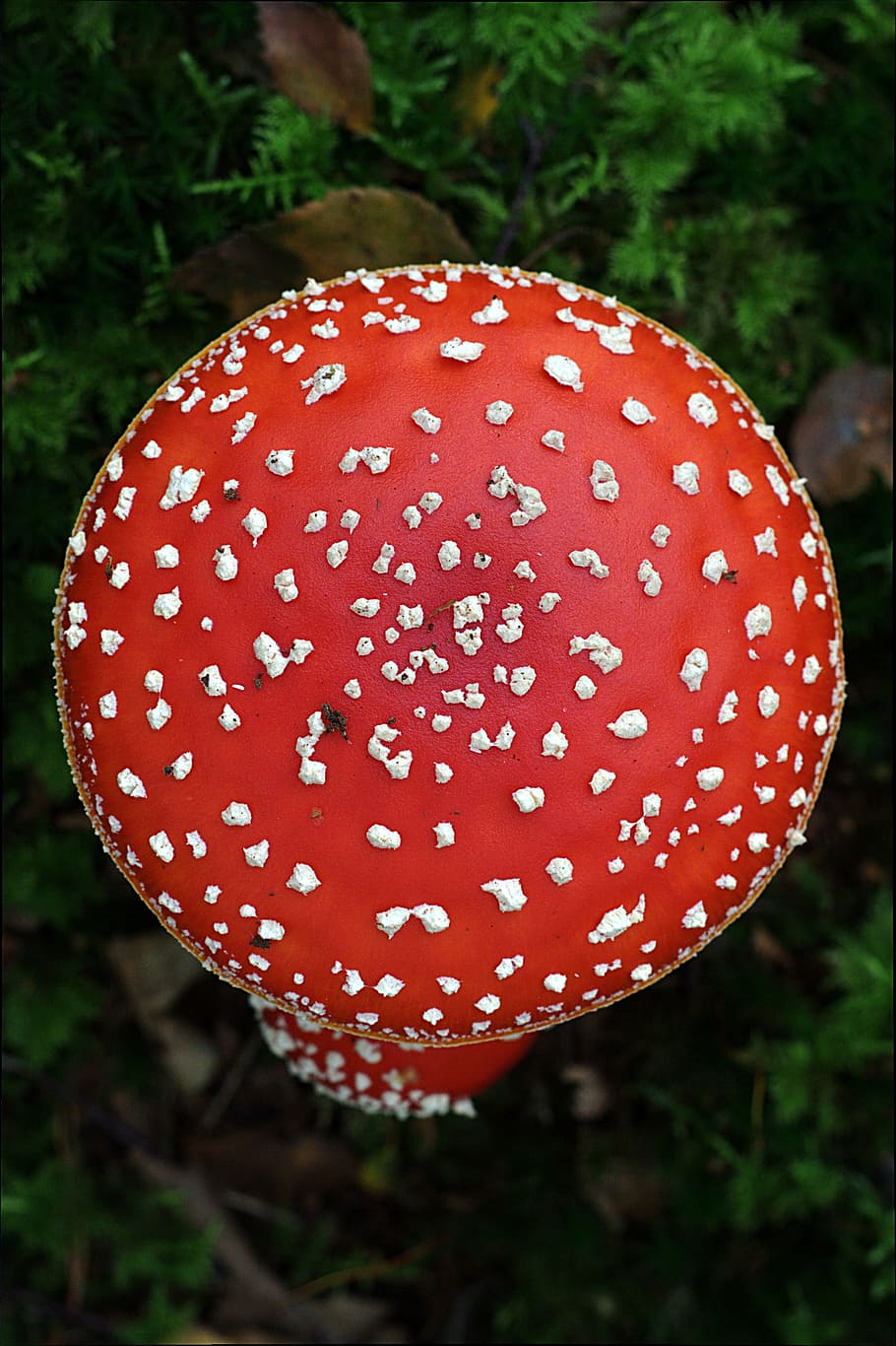terbang agaric, jamur, musim gugur, amanita muscaria, merah, terbang jamur agaric, terlihat, close-up, pertumbuhan, tidak ada orang