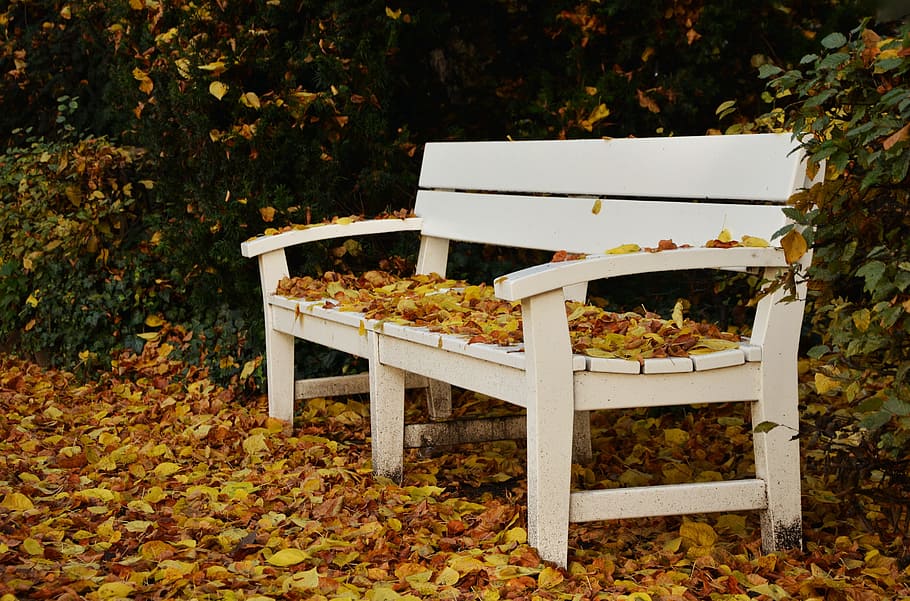 foto, blanco, de madera, banco, hojas, banco del parque, otoño, caída de hojas, parque, hojas de otoño