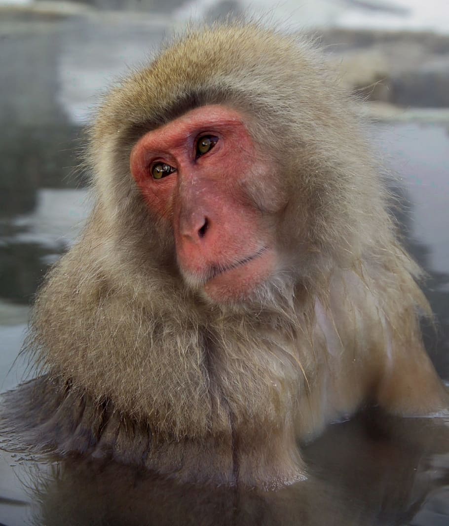 Macaco japonês, macaco da neve, macaco, água, aparência, natureza, primata, animais selvagens, banho, limpo