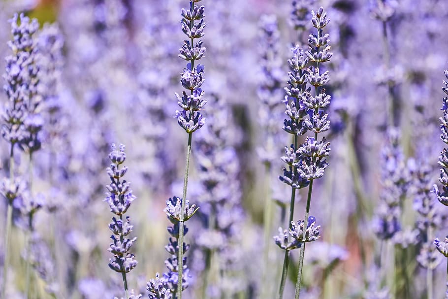 shallow, focus photography, lavender, flower, nature, plant, perfume, aromatherapy, aromatic, field