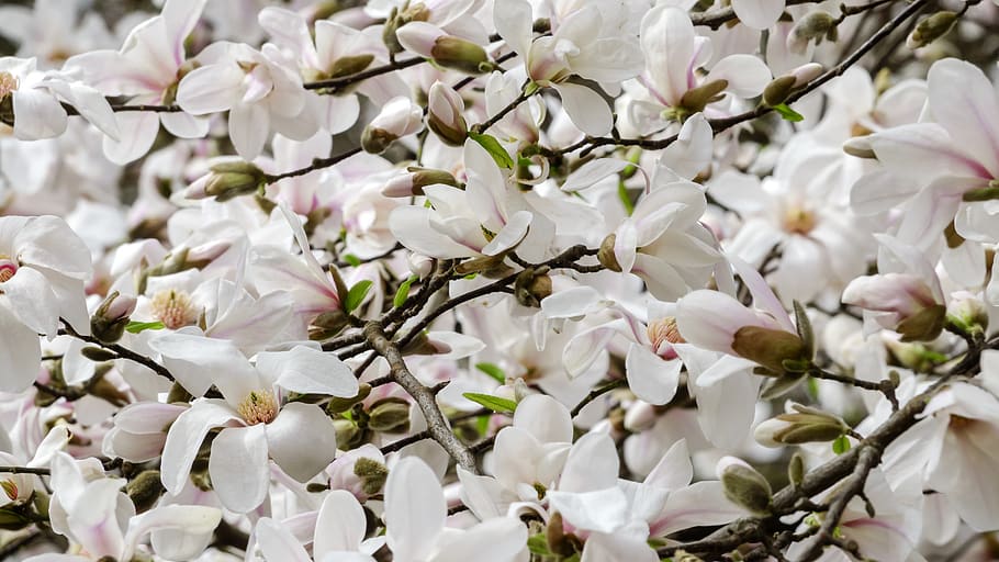 magnolia, color, flor, pétalos, blanco, árboles, naturaleza, plantas, vivo, hermosa