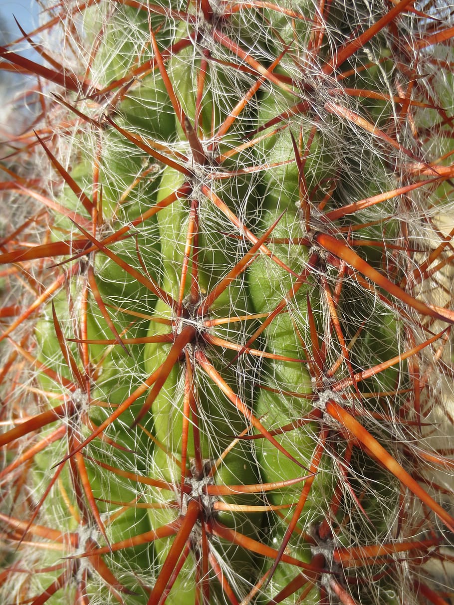 cactus, spines, spikes, sharp, succulent, flora, plant, desert, nature, prickly
