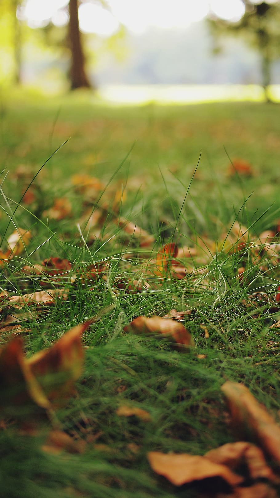 foto makro, hijau, rumput, kering, daun, halaman, warna hijau, fokus selektif, alam, bidang