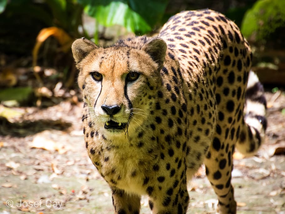 Cheetah, predator kucing, karnivora, pemburu, berbahaya, mengancam, mangsa, cepat, liar, tutul