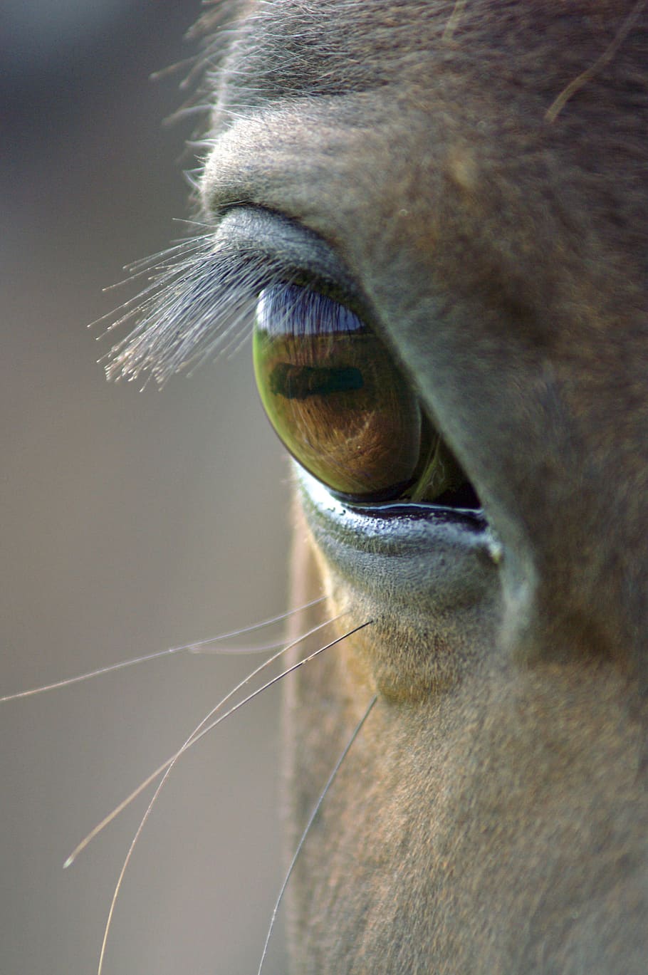 animal right eye, animal, portrait, wildlife, nature, horse eye, one animal, close-up, animal body part, eye