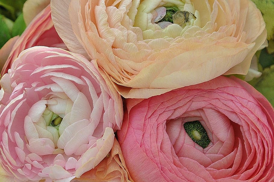 close-up photo, pink, white, rose, close-up, white rose, ranunculus asiaticus, flower, nature, macro