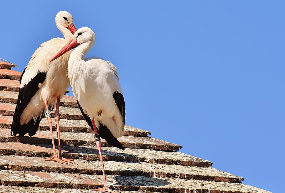 two, white, storks, perched, brown, roof, daytime, black, Crane, birds