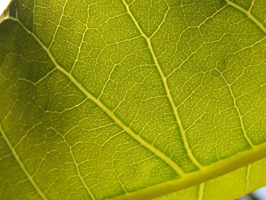 Green Leaf volatiles. Green leaf отзывы