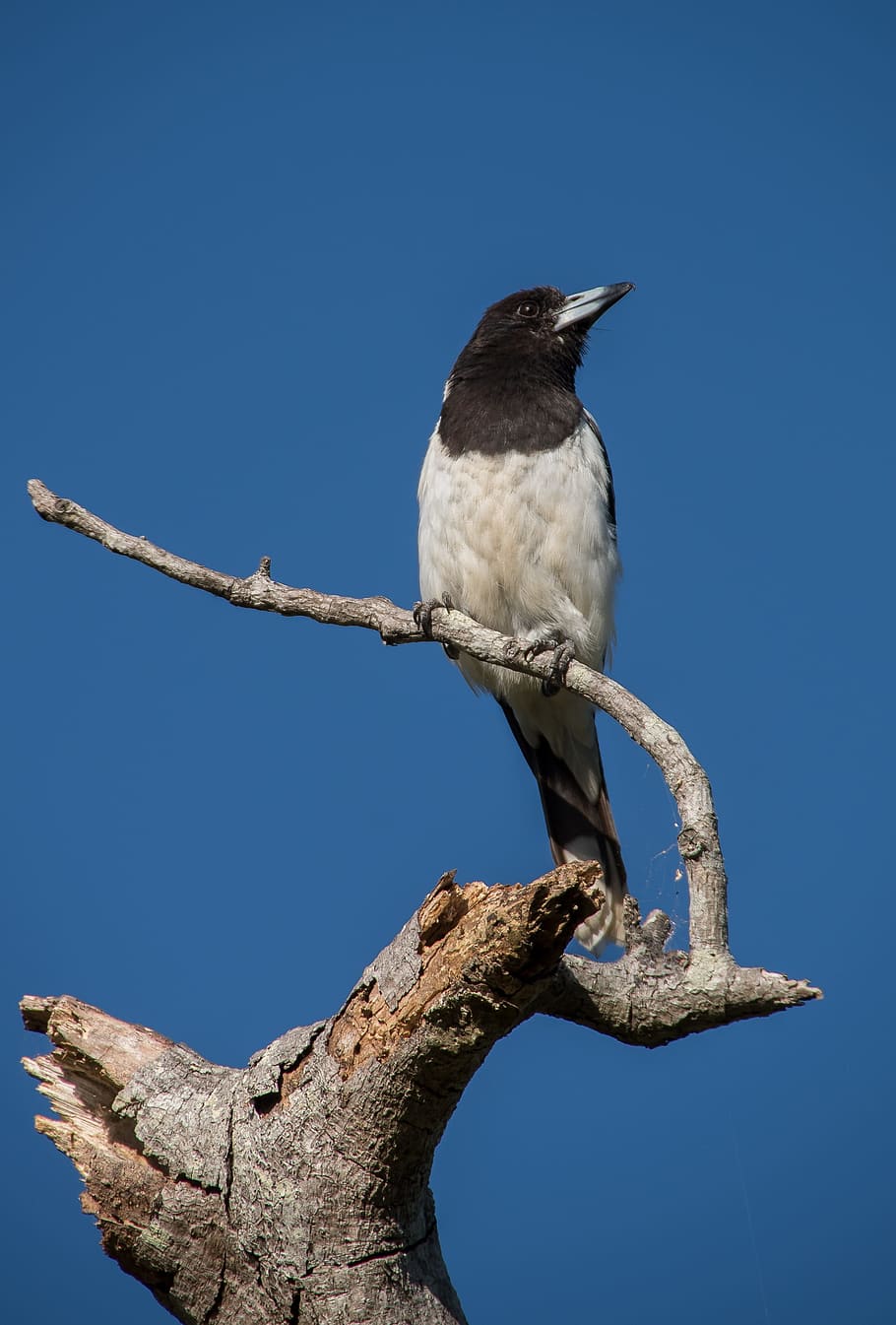 Pied Butcherbird, Butcherbird, plumas, pájaro, negro, blanco, salvaje, Queensland, Australia, animales en la naturaleza