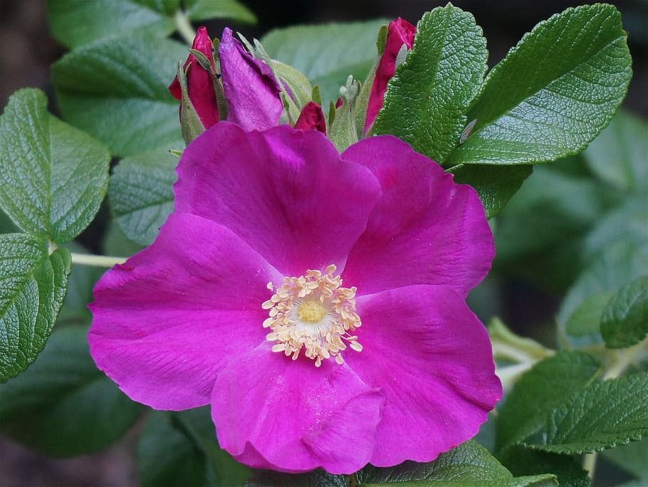 Rugosa Rose, Buds, Flower, rose, rugosa rose with buds, bud, blossom, bloom, leaves, garden
