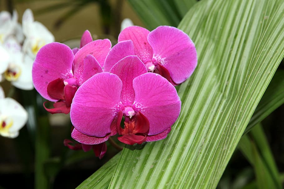 orquídea, phalaenopsis, naturaleza, planta, tropical, encantadora, brillante, floreciente, hermosa, flora