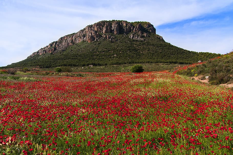mountain, daytime, red, rose, field, landscape, poppies, field of poppies, beauty, wild flowers