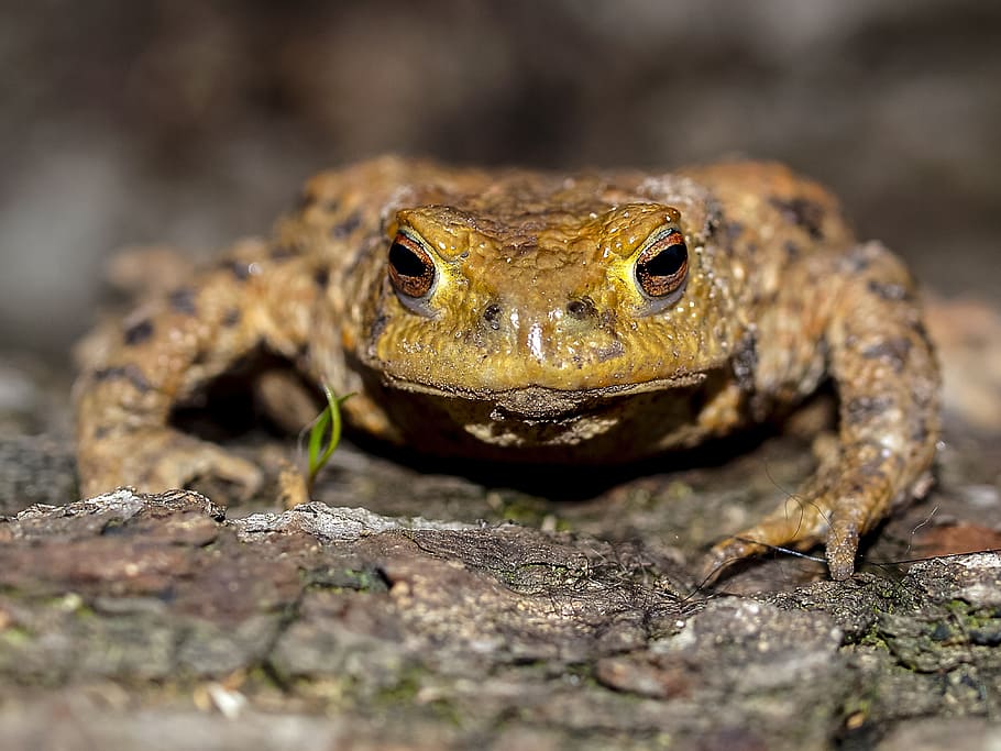 Common Toad, Amphibians, Nature, toad, animal, animal wildlife, one animal, animals in the wild, reptile, animal themes