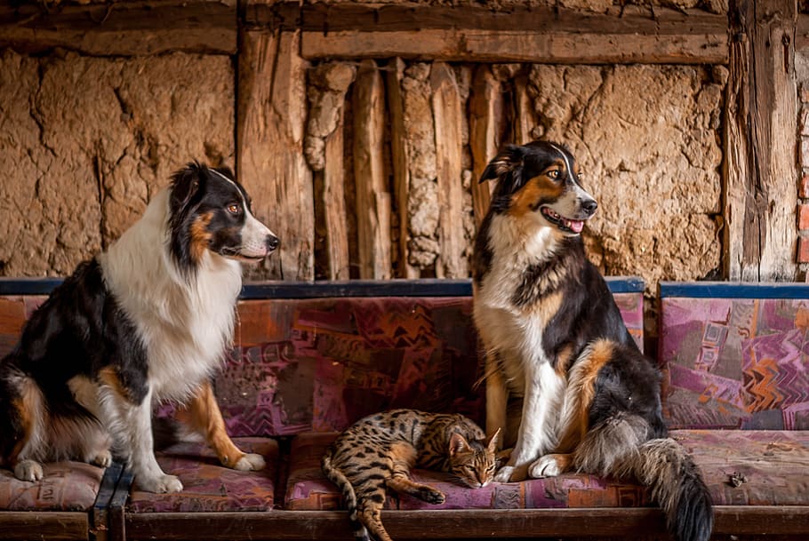 border, collies, dog, bengal, cat, mammal, domestic animals, pets, group of animals, domestic
