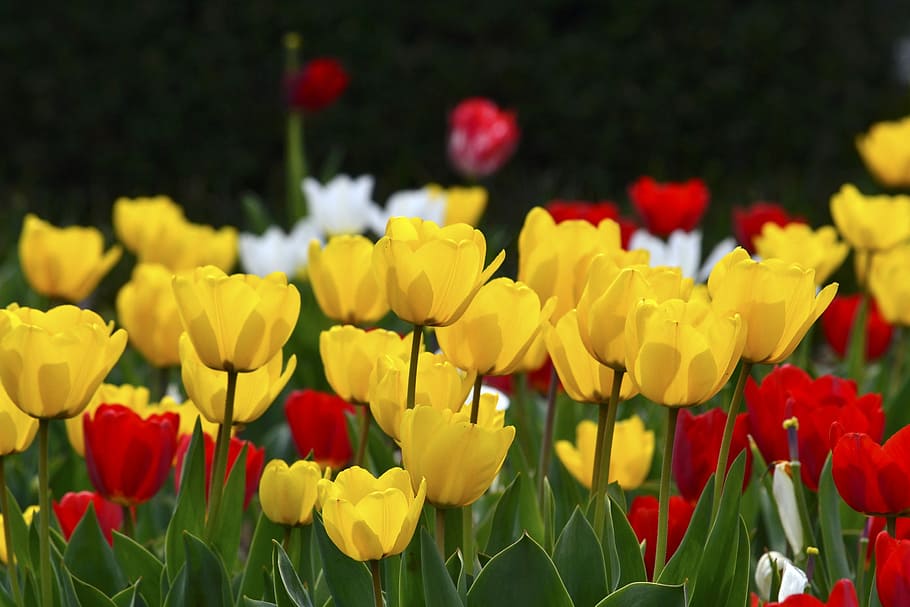 tulip, yellow, red, white, gregariousness, a lot, beautiful, flower bed, flower garden, flowers