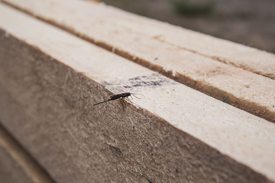 nature, board, boards, insect, material, plank, planks, small, wood, wooden