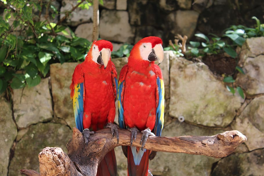 Birds, Mexico, Animal, Guacamayas, red, cultures, outdoors, asia, parrot, bird