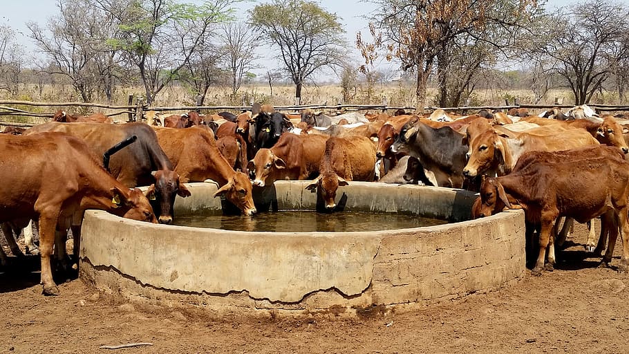 cattle, water trough, livestock, farm, drinking, country, animal, nature, agriculture, farming