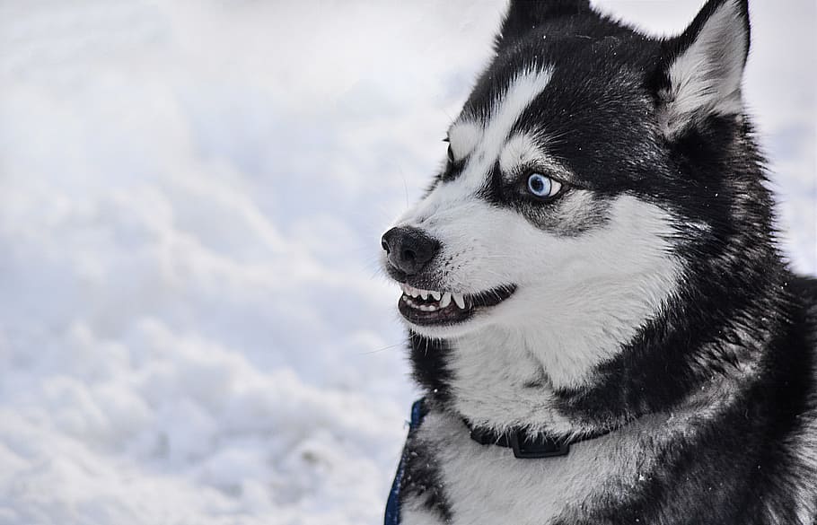 fotografía, blanco, negro, siberiano, husky, perro, enojado, dientes, peligro, raza