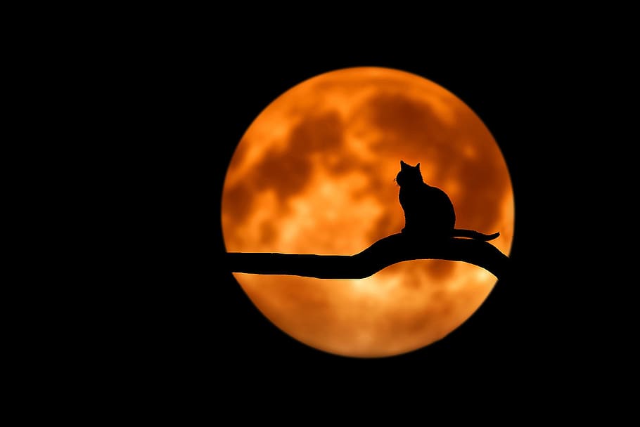 血まみれの月, 猫, 2015年, シルエット, 人, 上げる, 手, 空, オレンジ色, 月