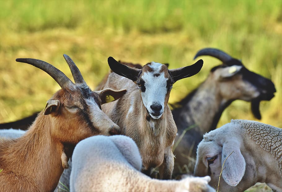 goat, goats, flock, ruminant, pasture, horns, nature, mammal, animal, animal themes