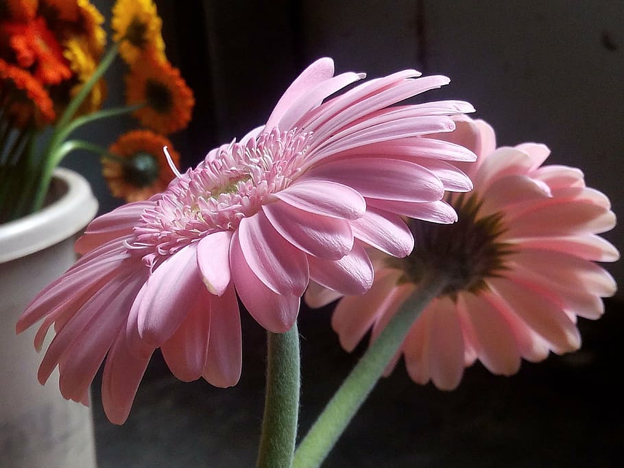 flowers, gerbera, pink, flower, flowering plant, plant, freshness, beauty in nature, vulnerability, close-up