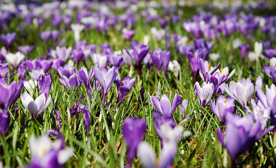purple-and-white flowers, crocus, spring, flowers, bloom, meadow, nature, purple, white, violet