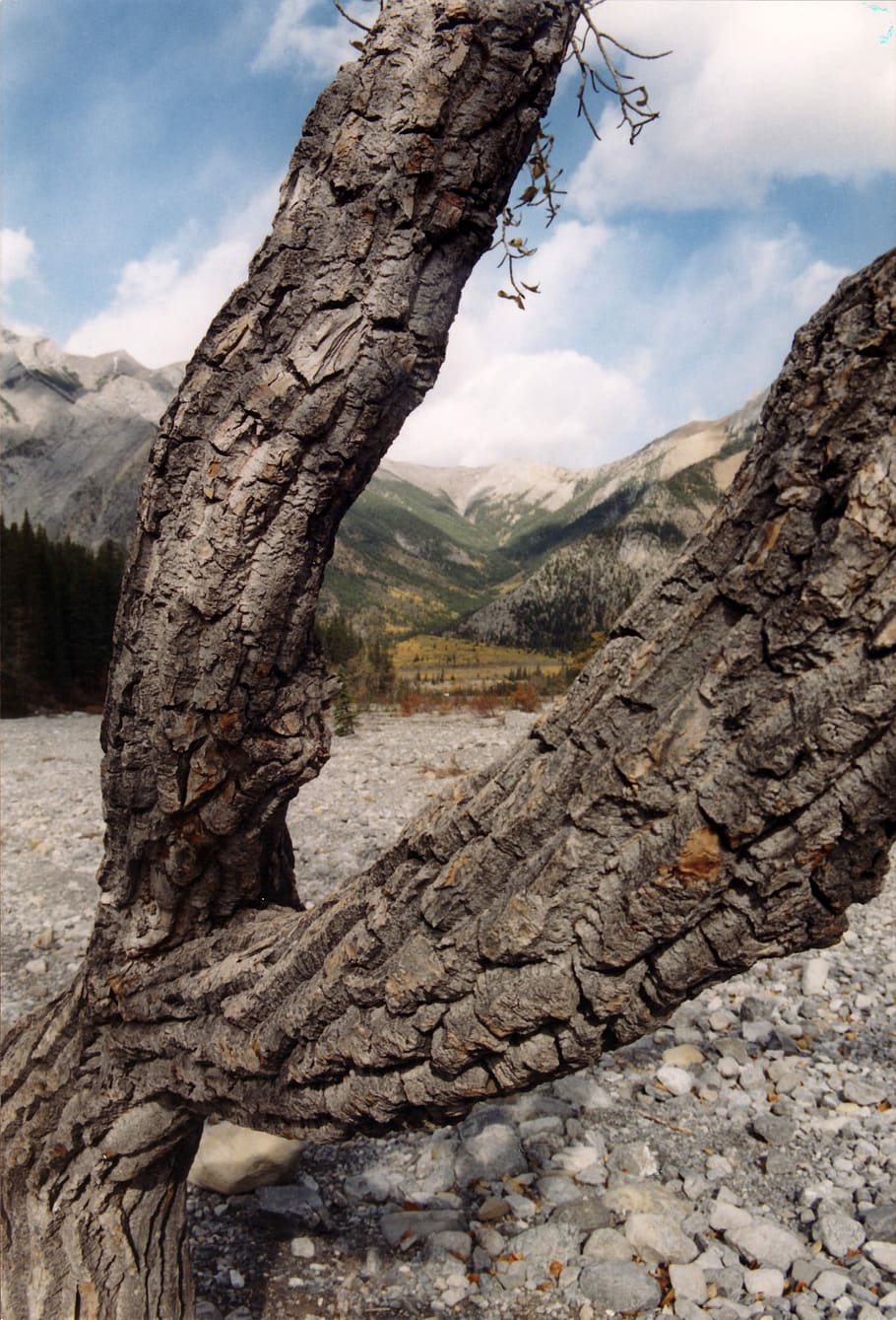 jaspe, nacional, parque, árbol, ramas, Parque Nacional Jasper, Alberta, Canadá, dominio público, montaña