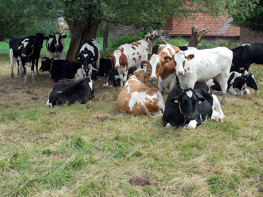 vacas, ganado, policías, pastos, agricultura, manchado, teñido de negro, blanco y negro, vacas lecheras, cría de ganado