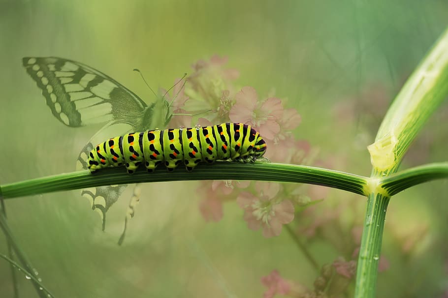 oriental, oruga de mariposa cola de golondrina tigre, encaramado, planta, tallo, primer plano, fotografía, negro, oruga, planta verde