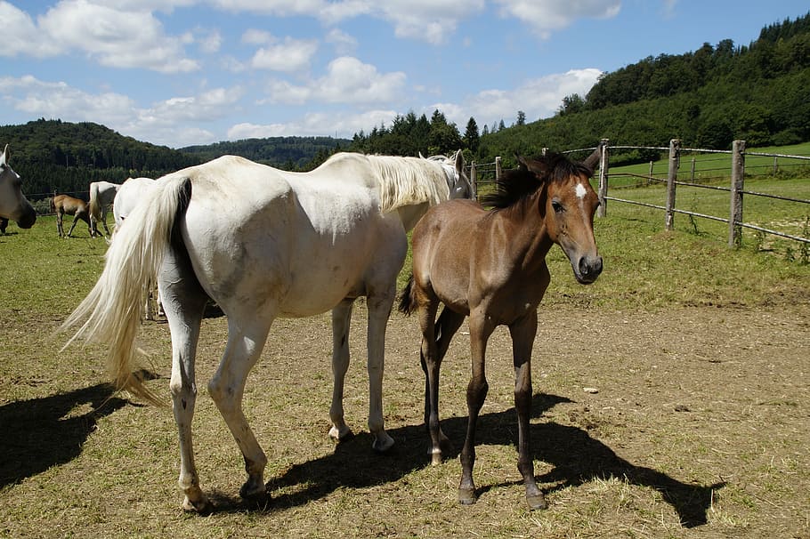 white, brown, horse, wooden, fence, daytme, country stud, stud, mare herd, flock