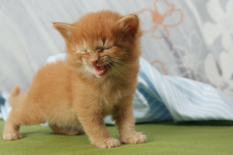 foto, oranye, kucing betina, anak kucing, kucing, tertawa, mengeong, hewan peliharaan, kucing muda, bayi kucing