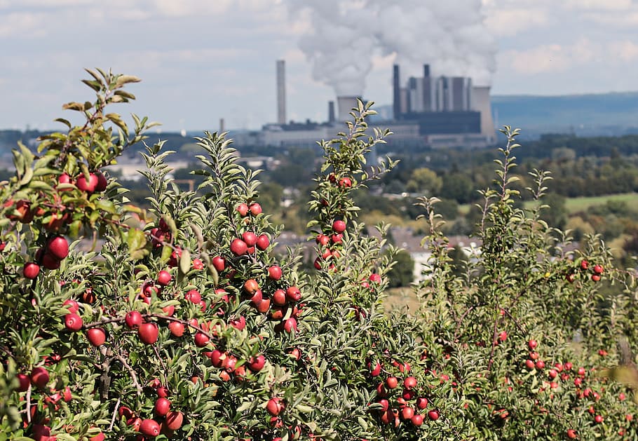 red, fruits, green, leafed, plants, daytime, apple, power plant, coal fired power plant, contrast