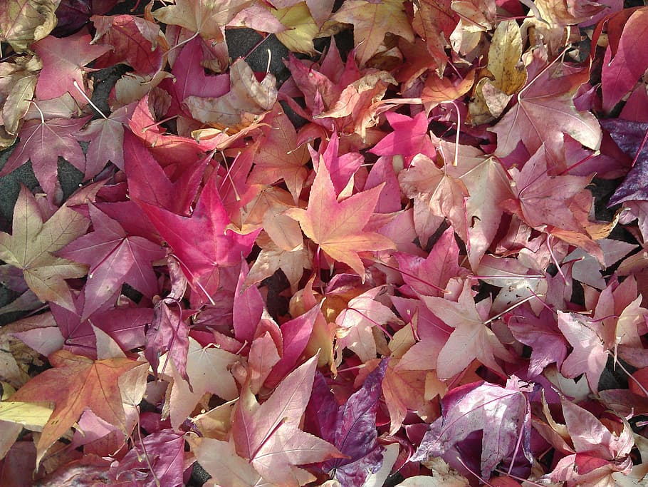 lote de flores de pétalas rosa e roxo, foto, folhas de outono, outono, folhas, folhas caídas, folhas vermelhas, folhas cor de rosa, folhas violetas, natureza