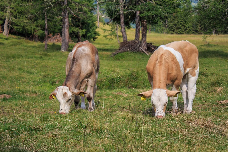 cow, beef, cattle, animal, cows, pasture, milk cow, agriculture, livestock, pair