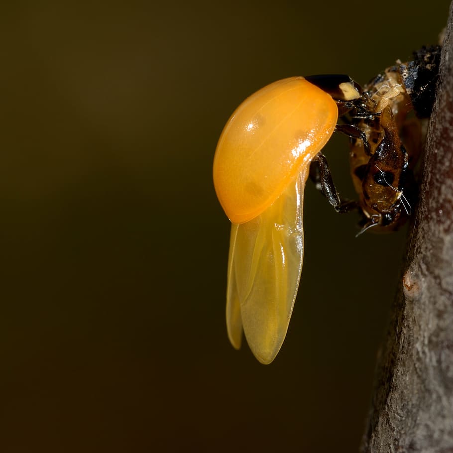 nascimento, joaninha, amarelo, percevejo, insetos, recém-nascido, coccinellidae, temas animais, fruta, animais selvagens