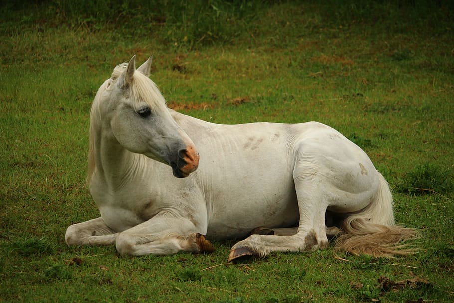 blanco, caballo, mentira, verde, hierba, moho, pura sangre árabe, semental, caballo blanco, dormir